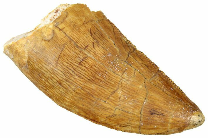 Serrated, Carcharodontosaurus Tooth - Real Dinosaur Tooth #322041